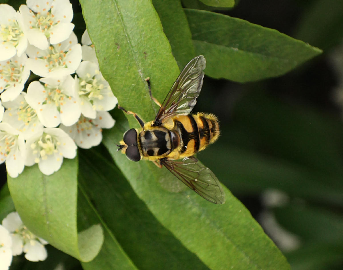 Myathropa florea ??